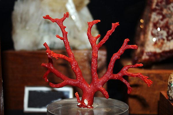 포토 JPG 해외이미지 모양 나무 사람없음 빨간색 크리스탈 지질학 해외202004 해외포토 식물 교육 컬러 광석 파일형식 이미지허브