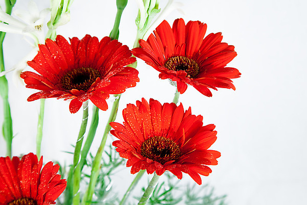 포토 JPG 해외이미지 식물 기념일 꽃잎 꽃 행복 꽃다발 결혼 백그라운드 크리스마스 자연 부활절 새로움 새해 발렌타인데이 선물 사랑 사람없음 장식 빨간색 초록색 파티 바구니 새싹 축제 희망 벚꽃 흰색 축하 인사 신선 우아함 축복 작음 다발 수집 연도 배열 데이지 소원 고립 많음 해외202004 해외포토 감정 컬러 컨셉 데이이벤트 이벤트 예절 크기 생태계 파일형식 이미지허브