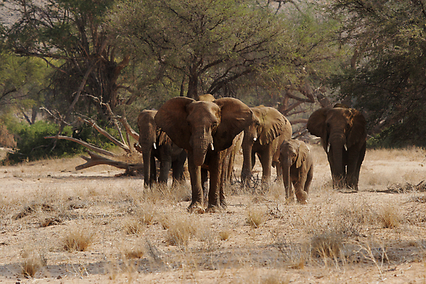 포토 JPG 해외이미지 나무 동물 야생동물 포유류 아프리카 자연 코끼리 건조 사람없음 초록색 회색 사막 주름 그룹 군중 큼 먹기 사파리 아카시아 나미비아 스텝 해외202004 해외포토 식물 나라 컬러 모션 사람 크기 생태계 남아프리카 파일형식 이미지허브