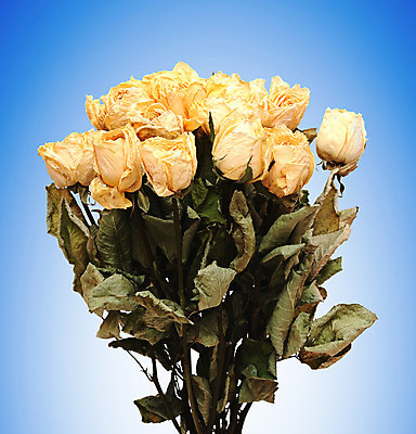 포토 JPG 해외이미지 1 기념일 꽃잎 꽃 선 줄기 분홍색 꽃다발 결혼 잎 데이트 자연 휴가 건조 발렌타인데이 선물 사랑 이벤트 사람없음 초록색 여름 장미 배열 싱글 고립 완벽 해외202004 해외포토 식물 계절 감정 컬러 컨셉 데이이벤트 생태계 파일형식 이미지허브