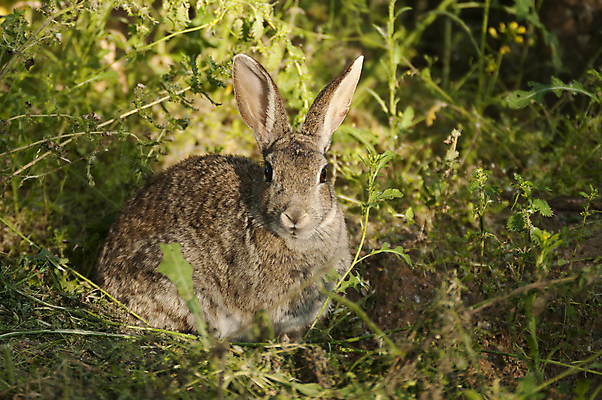포토 JPG 해외이미지 동물 유럽 야생동물 밭 포유류 포옹 자연 영국 부활절 풍경 사람없음 초록색 여름 갈색 정원 가을 토끼 해충 설치류 가슴 그림 사냥 몸단장 내추럴 고립 삼림지대 알제리 해외202004 해외포토 계절 기념일 나라 컬러 농업 안기 아프리카 신체부위 반려동물 벌레 숲 생태계 파일형식 이미지허브