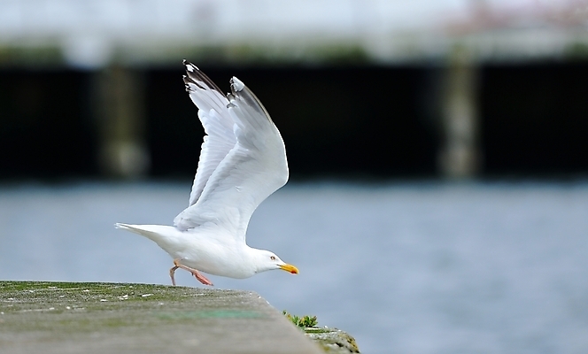 포토 JPG 해외이미지 동물 바다 날개 갈매기 조류 앉기 사람없음 물 항구 펼침 흰색 출발 부리 이륙 해외202004 해외포토 자연요소 컬러 컨셉 교통시설 모션 파일형식 이미지허브