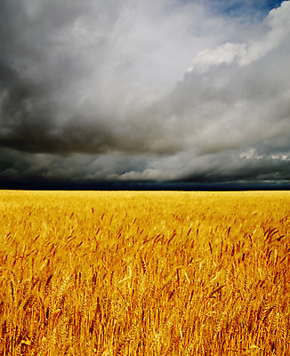 포토 JPG 해외이미지 구름 계절 음식 빵 줄기 백그라운드 밭 농업 오렌지 자연 하늘 날씨 옥수수 씨앗 풍경 사람없음 야외 여름 빛 농작물 햇빛 농장 농경지 노란색 식사 수확 성장 시골 황금 낟알 땅 시리얼 밀 오브젝트 보리 귀 장면 스파이크 밀짚 내추럴 숙성 수평선 해외202004 해외포토 자연요소 식물 산업 컬러 과일 곡류 신체부위 태양 짚 생태계 파일형식 이미지허브
