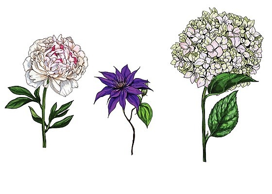 EPS 해외이미지 식물 디자인 꽃 선 줄기 분홍색 꽃다발 백그라운드 잎 꽃무늬 일러스트 자연 미술 그래픽 장식 초록색 여름 정원 보라색 봄 벚꽃 흰색 나뭇가지 신용카드 우아함 인쇄 스케치 허브 제비꽃 그림 부드러움 고립 구성 작약 디테일 해외202004 해외일러스트 나무 계절 컬러 컨셉 무늬 문화예술 금융 감각 생태계 파일형식 벡터 이미지허브