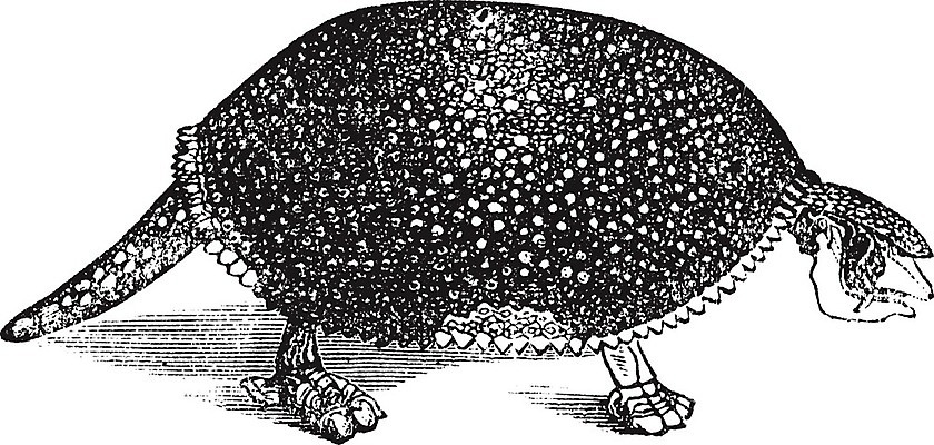 EPS 해외이미지 동물 디자인 야생동물 일러스트 포유류 미술 검은색 수확 골동품 흰색 재산 스케치 그림 생물학 판화 멸종 선사시대 내추럴 고립 기간 동물상 옛날 초식 차단 해외202004 해외일러스트 교육 컬러 농업 문화예술 금융 조형물 역사 파일형식 벡터 이미지허브