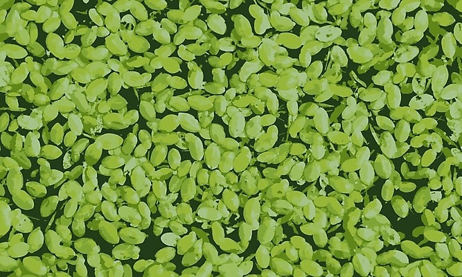 EPS 해외이미지 식물 백그라운드 잎 패턴 일러스트 자연 표면 추상 미술 초록색 물 연못 질감 내추럴 엘리먼트 해외202004 해외일러스트 자연요소 컬러 무늬 문화예술 생태계 파일형식 벡터 이미지허브