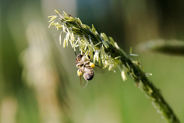 포토 JPG 해외이미지 식물 꽃잎 꽃 음식 곤충 백그라운드 농업 날개 모션 자연 따뜻함 사람없음 초록색 여름 태양 농장 노란색 정원 봄 추위 벚꽃 닫기 벌레 꿀벌 수분 벌 수집 유기농 바쁨 꽃가루 꿀 마야 벌집 효율 해외202004 해외포토 자연요소 동물 웰빙 계절 산업 컬러 컨셉 벌_곤충 가루 생태계 마야문명 파일형식 이미지허브