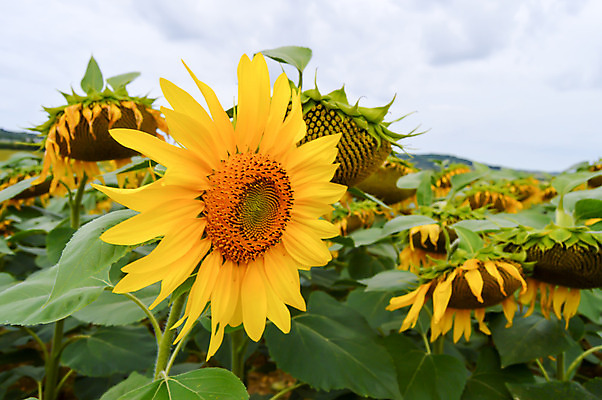 포토 JPG 해외이미지 식물 계절 꽃 백그라운드 꽃무늬 밭 농업 오렌지 자연 해바라기 풍경 사람없음 초록색 여름 컬러풀 노란색 환경 맑음 시골 내추럴 고립 밭일 생태학 해외202004 해외포토 교육 산업 컬러 무늬 과일 날씨 생태계 파일형식 이미지허브