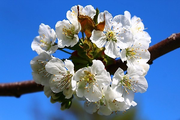 포토 JPG 해외이미지 식물 계절 꽃 자연 하늘 사람없음 파란색 햇빛 태양 새싹 정원 맑음 벚꽃 흰색 시골 체리 4월 엽서 내추럴 화창 해외202004 해외포토 자연요소 컬러 과일 날씨 날짜 편지 생태계 파일형식 이미지허브