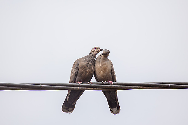 포토 JPG 해외이미지 동물 야생동물 자연 조류 키스 사랑 사람없음 비둘기 부리 짝짓기 해외202004 해외포토 감정 애정표현 생태계 파일형식 이미지허브