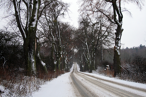 포토 JPG 해외이미지 나무 도로 겨울 곡선 자연 풍경 사람없음 야외 가로 햇빛 얼음 산책로 추위 나뭇가지 숲 12월 광택 폴란드 1월 2월 눈내림 해외202004 해외포토 자연요소 식물 계절 유럽 길 선 교통시설 눈_날씨 태양 날짜 생태계 파일형식 이미지허브