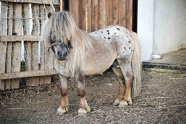 포토 JPG 해외이미지 동물 백그라운드 밭 포유류 자연 동물원 사람없음 야외 초록색 여름 반려동물 농장 농경지 갈색 머리 검은색 가축 목장 미니어처 흰색 시골 작음 방목 꼬리 갈기 조랑말 망아지 굴레 미니 해외202004 해외포토 계절 새끼 컬러 농업 신체부위 모형 말_동물 축산업 크기 생태계 파일형식 이미지허브