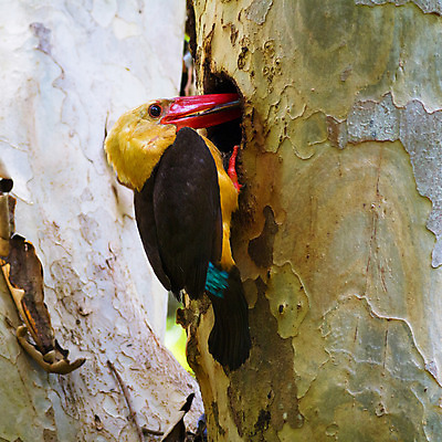 포토 JPG 해외이미지 동물 야생동물 태국 자연 조류 사람없음 갈색 나뭇가지 숲 남쪽 물총새 수유 해외202004 해외포토 나무 아시아 컬러 방향 생태계 파일형식 이미지허브