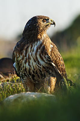 포토 JPG 해외이미지 자연 조류 종류 사람없음 빨간색 먹이 깃털 부리 독수리 해외202004 해외포토 동물 컬러 생태계 파일형식 이미지허브