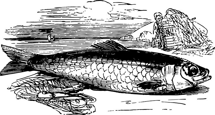 EPS 해외이미지 일러스트 미술 사람없음 검은색 흰색 스케치 그림 판화 청어 해외202004 해외일러스트 컬러 문화예술 어류 파일형식 벡터 이미지허브