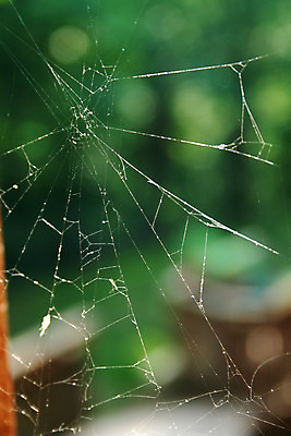 포토 JPG 해외이미지 디자인 곤충 패턴 자연 사람없음 웹 그물 네트워크 이슬 거미줄 거미 올가미 오싹 해외202004 해외포토 동물 무늬 인터넷 생태계 파일형식 이미지허브