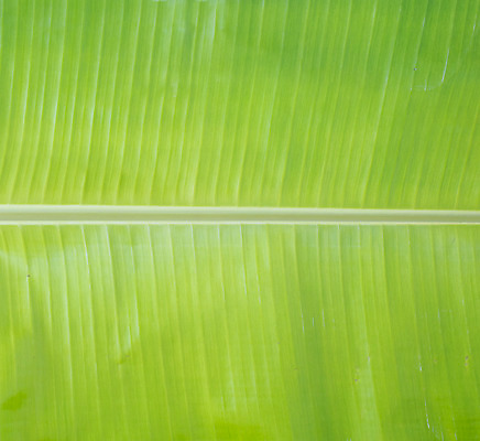 포토 JPG 해외이미지 나무 식물 계절 백그라운드 잎 패턴 자연 벽지 추상 바나나 건강 손바닥 사람없음 야외 초록색 물 빛 반사 정원 봄 활발 흰색 신선 매끈함 숲 큼 유기농 원예 질감 녹색배경 내추럴 해외202004 해외포토 자연요소 손 웰빙 컬러 컨셉 무늬 과일 취미 감각 크기 생태계 파일형식 이미지허브
