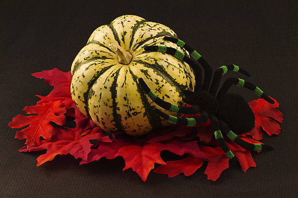 포토 JPG 해외이미지 계절 곤충 잎 장난 사람없음 장식 빨간색 초록색 장난감 검은색 놀람 할로윈 벌레 무서움 9월 11월 거미 박 10월 오싹 해외202004 해외포토 식물 동물 감정 컬러 표정 날짜 파일형식 이미지허브