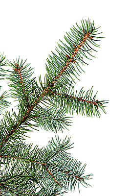 포토 JPG 해외이미지 나무 식물 백그라운드 컨셉 잎 크리스마스 겨울 부분 자연 휴가 새해 사람없음 세로 초록색 갈색 흰색 나뭇가지 소나무 화려 막대기 자르기 오브젝트 싱글 심플 슛 상록수 침엽수 전나무 고립 부족함 해외202004 해외포토 계절 기념일 컬러 모션 생태계 파일형식 이미지허브