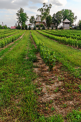 포토 JPG 해외이미지 식물 계절 산업 지구 음식 백그라운드 잎 밭 농업 채소 자연 하늘 건강 풍경 사람없음 야외 초록색 여름 파란색 컬러풀 태양 농장 농경지 갈색 환경 정원 흙 봄 수확 성장 시골 신선 땅 시리얼 유기농 내추럴 땅바닥 밭일 쟁기 줄서기 수평선 세련 해외202004 해외포토 자연요소 웰빙 컬러 모션 바닥 생태계 파일형식 이미지허브