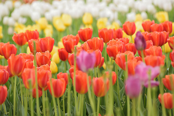 포토 JPG 해외이미지 식물 계절 공원 꽃잎 꽃 유럽 분홍색 백그라운드 꽃무늬 밭 오렌지 자연 풍경 사람없음 가로 빨간색 초록색 여름 컬러풀 노란색 정원 보라색 봄 활발 튤립 벚꽃 신선 제비꽃 네덜란드 질감 내추럴 해외202004 해외포토 공공시설 나라 컬러 컨셉 무늬 농업 과일 생태계 파일형식 이미지허브