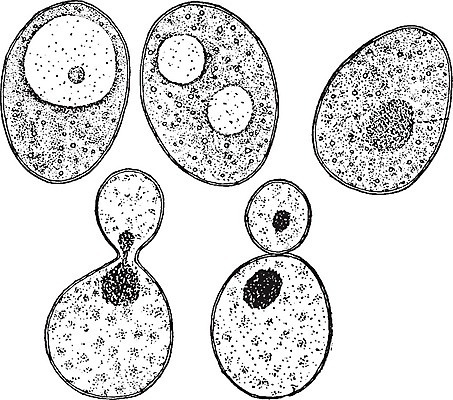 EPS 해외이미지 선 일러스트 세포 미술 케이크 검은색 수확 흰색 굽기 그림 판화 나누기 이스트 해외202004 해외일러스트 컬러 농업 문화예술 디저트 구이 파일형식 벡터 이미지허브