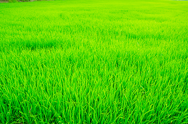 포토 JPG 해외이미지 계절 아시아 문화 지구 음식 백그라운드 잎 패턴 농업 자연 밥 미술 씨앗 동양인 풍경 사람없음 야외 초록색 농작물 농장 농경지 정원 수확 물방울 시골 농부 숲 낟알 땅 유기농 질감 내추럴 논밭 밭일 줄서기 해외202004 해외포토 식물 직업 웰빙 나라 산업 컬러 무늬 밭 모션 문화예술 논 인종 생태계 파일형식 이미지허브