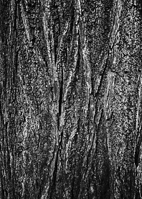 포토 JPG 해외이미지 벽 백그라운드 패턴 자연 탁자 표면 날씨 바닥 사람없음 목재 우주 마을 검은색 칠판 어둠 수확 골동품 흰색 시골 판넬 얼룩 거친 널 낟알 책상 질감 복고 정사각형 섬유 그런지 수목 옛날 화상 효과 해외202004 해외포토 도형 나무 컬러 가구 무늬 농업 재료 직물 상처 생태계 파일형식 이미지허브