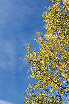포토 JPG 해외이미지 나무 식물 계절 공원 백그라운드 잎 자연 하늘 풍경 사람없음 야외 목재 초록색 여름 빛 햇빛 태양 걷기 환경 정원 맑음 봄 활발 성장 나뭇가지 황무지 숲 장면 지역 자작나무 잡동사니 내추럴 몽환 해외202004 해외포토 자연요소 공공시설 컬러 컨셉 재료 모션 날씨 생태계 파일형식 이미지허브