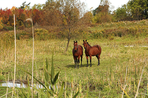 포토 JPG 해외이미지 동물 밭 포유류 자연 사람없음 야외 초록색 반려동물 농장 농경지 갈색 머리 가축 봄 시골 갈기 망아지 굴레 기르기 해외202004 해외포토 계절 새끼 컬러 농업 신체부위 말_동물 생태계 돌봄 파일형식 이미지허브