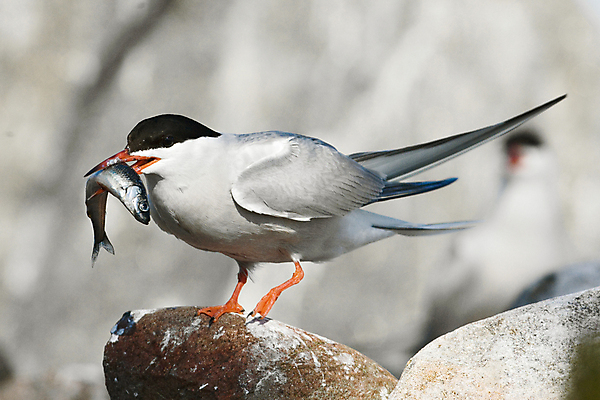포토 JPG 해외이미지 동물 응시 야생동물 포즈 패턴 날개 자연 조류 어류 어업 사람없음 빨간색 컬러풀 머리 회색 흰색 잡기 자신감 먹이 북극 깃털 속도 부리 사냥꾼 계산서 곡예사 동물상 수유 해외202004 해외포토 직업 시선 감정 산업 컬러 무늬 모션 신체부위 조형물 수중동물 극지방 생태계 파일형식 이미지허브