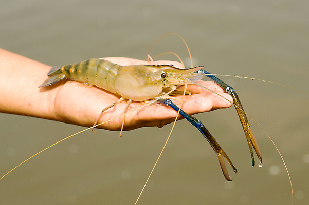 포토 JPG 해외이미지 음식 바다 다이어트 재료 조개 새우 건강 갑각류 요리 사람없음 식사 저녁식사 신선 맛 해산물 날것 점심식사 단백질 해외202004 해외포토 동물 컨셉 어패류 영양소 파일형식 이미지허브