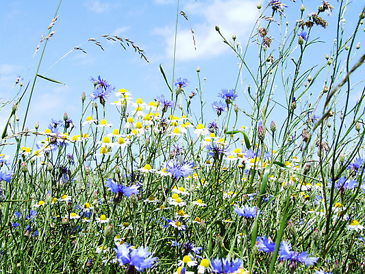 포토 JPG 해외이미지 식물 사람없음 해외202004 해외포토 파일형식 이미지허브