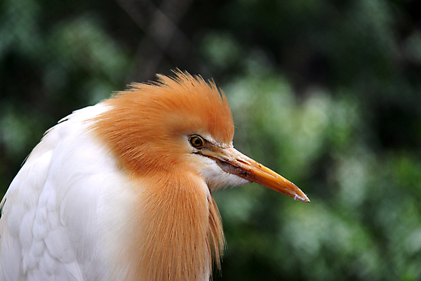 포토 JPG 해외이미지 동물 아시아 얼굴 오렌지 조류 휴식 동물원 사람없음 옆모습 머리 흰색 소 호주 왜가리 깃털 부리 날카로움 계산서 무료 해외202004 해외포토 나라 뷰포인트 컬러 컨셉 과일 포유류 신체부위 오세아니아 파일형식 이미지허브