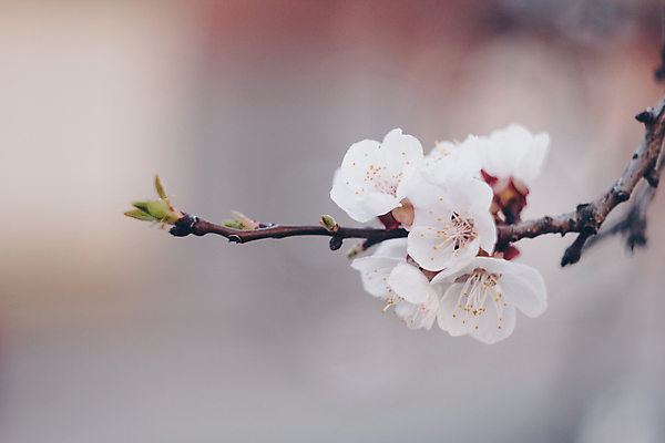 포토 JPG 해외이미지 나무 식물 계절 공원 꽃잎 꽃 분홍색 백그라운드 잎 자연 추상 새로움 사람없음 야외 여름 파란색 햇빛 정원 일본 미국 봄 활발 회색 성장 벚꽃 흰색 나뭇가지 신선 개화 체리 4월 부드러움 자두 헤딩 해외202004 해외포토 공공시설 아시아 컬러 컨셉 북아메리카 무늬 과일 태양 축구 감각 날짜 생태계 파일형식 이미지허브