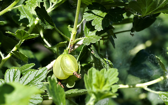 포토 JPG 해외이미지 주간 잎 사람없음 야외 아웃포커스 초록색 소프트포커스 구스베리 해외202004 해외포토 자연요소 식물 열매 컬러 촬영기법 파일형식 이미지허브
