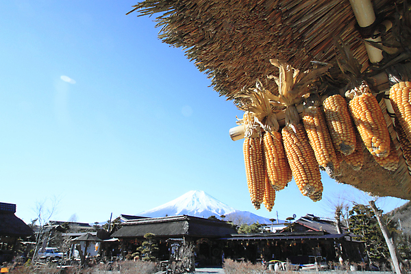 포토 JPG 해외이미지 음식 잎 농업 채소 건강 옥수수 사람없음 컬러풀 농장 노란색 흰색 신선 황금 달콤 먹기 팝콘 내추럴 해외202004 해외포토 식물 산업 컬러 모션 곡류 맛 파일형식 이미지허브