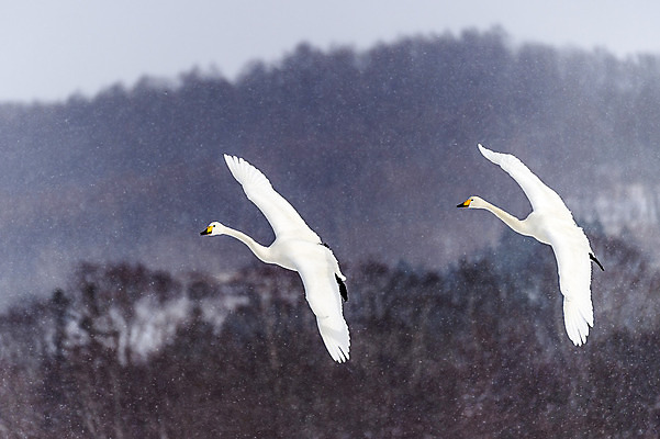 포토 JPG 해외이미지 동물 야생동물 겨울 자연 조류 사람없음 야외 일본 흰색 기중기 홋카이도 백조 해외202004 해외포토 계절 아시아 컬러 중장비 생태계 파일형식 이미지허브