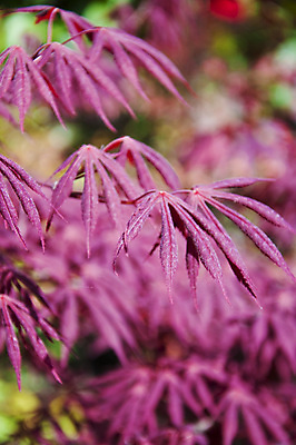포토 JPG 해외이미지 나무 식물 디자인 계절 공원 꽃 백그라운드 단풍 잎 꽃무늬 패턴 오렌지 자연 추상 프레임 풍경 사람없음 야외 목재 장식 빨간색 컬러풀 갈색 노란색 일본 검은색 가을 하트 황금 야간 숲 대만 질감 10월 내추럴 교토 엘리먼트 해외202004 해외포토 자연요소 모양 공공시설 아시아 컬러 무늬 과일 재료 날짜 생태계 파일형식 이미지허브