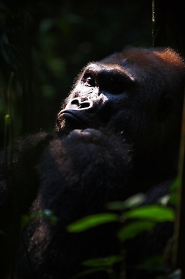 포토 JPG 해외이미지 동물 감정 무기 얼굴 야생동물 포유류 아프리카 자동차 자연 종류 사람없음 초록색 검은색 힘 표현 황무지 숲 큼 왕 스마트 사파리 리더 슛 멸종 유인원 고릴라 카메룬 콩고 힘찬 해외202004 해외포토 나라 육상교통 컬러 컨셉 신체부위 크기 생태계 파일형식 이미지허브