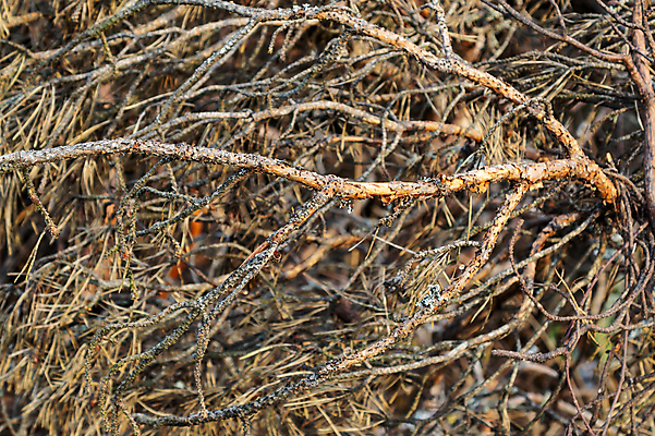 포토 JPG 해외이미지 백그라운드 자연 건조 사람없음 야외 목재 쌓기 회색 나뭇가지 죽음 소나무 막대기 장작 수집 에코 질감 내추럴 스타일 해외202004 해외포토 나무 컬러 재료 모션 환경 생태계 파일형식 이미지허브
