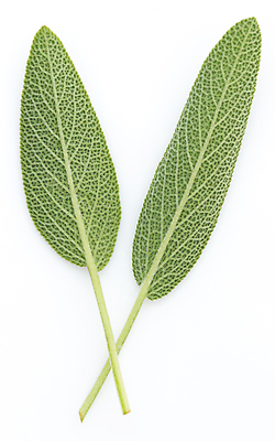 포토 JPG 해외이미지 식물 음식 잎 채소 재료 자연 건강 요리 사람없음 초록색 약 나뭇가지 신선 고명 양념 맛 정상 다발 허브 향신료 묘사 오브젝트 유기농 원예 매움 날것 향기 냄새 아로마 향 후추 내추럴 고립 바이오 세이지 채식주의자 치료제 해외202004 해외포토 나무 웰빙 컬러 컨셉 의학 취미 생태계 채식 향미료 파일형식 이미지허브