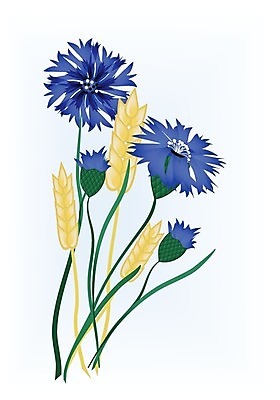 EPS 해외이미지 식물 전통 계절 음식 빵 줄기 백그라운드 농업 일러스트 자연 건조 옥수수 씨앗 여름 농작물 농장 노란색 수확 성장 가을 흰색 신선 황금 볏짚 농부 낟알 시리얼 밀 심볼 사인 에코 유기농 귀 밀가루 스파이크 내추럴 방앗간 바이오 밭일 숙성 진짜 호밀 해외202004 해외일러스트 직업 웰빙 산업 컬러 곡류 신체부위 환경 짚 가루 생태계 파일형식 벡터 이미지허브