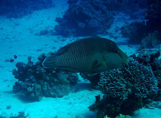 포토 JPG 해외이미지 야생동물 바다 이집트 어류 사람없음 해외202004 해외포토 동물 아프리카 수중동물 파일형식 이미지허브