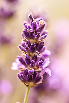포토 JPG 해외이미지 식물 꽃 백그라운드 꽃무늬 밭 농업 자연 풍경 사람없음 야외 초록색 여름 파란색 컬러풀 태양 약 정원 보라색 프랑스 벚꽃 시골 개화 저녁 허브 제비꽃 원예 향기 아로마 향 아로마테라피 라벤더 내추럴 프랑스어 프로방스 해외202004 해외포토 자연요소 문자 계절 유럽 산업 컬러 무늬 의학 취미 야간 생태계 냄새 테라피 파일형식 이미지허브