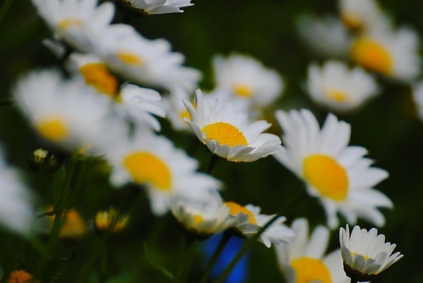 포토 JPG 해외이미지 꽃 사람없음 해외202004 해외포토 식물 파일형식 이미지허브