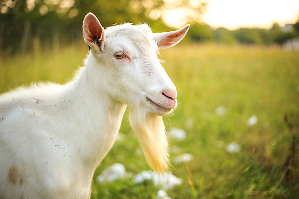 포토 JPG 해외이미지 동물 척추동물 1 행복 얼굴 어린이 백그라운드 겨울 포유류 가정 자연 염소 산 수염 뿔 건강 육류 말하기 사람없음 여름 반려동물 농장 가축 우유 가을 흰색 농부 혀 먹기 슛 솜털 양모 고립 밭일 해외202004 해외포토 직업 계절 감정 컬러 농업 식재료 모션 유제품 사람 신체부위 직물 입 생태계 파일형식 이미지허브