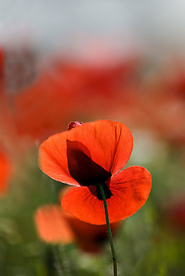 포토 JPG 해외이미지 식물 디자인 계절 꽃잎 꽃 줄기 백그라운드 잎 꽃무늬 밭 비즈니스 자연 하늘 프레임 씨앗 풍경 사람없음 장식 빨간색 초록색 여름 정원 봄 활발 들꽃 벚꽃 흰색 시골 닫기 싱글 향기 냄새 양귀비 내추럴 고립 꽃수술 취급주의 해외202004 해외포토 컬러 컨셉 무늬 농업 모션 경고 생태계 파일형식 이미지허브