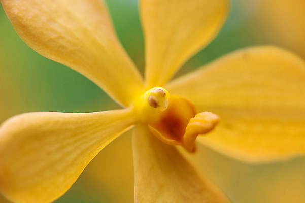 포토 JPG 해외이미지 식물 꽃잎 꽃 백그라운드 꽃무늬 자연 프레임 선물 사람없음 야외 장식 초록색 컬러풀 정원 보라색 활발 젖음 벚꽃 신선 개화 난초 우아함 호접란 내추럴 강렬 해외202004 해외포토 컬러 컨셉 무늬 생태계 파일형식 이미지허브