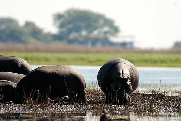 포토 JPG 해외이미지 동물 공원 밭 아프리카 사람없음 야외 초록색 물 강 태양 갈색 머리 맑음 힘 젖음 흰색 오픈 구멍 그룹 습지 큼 방목 사파리 물주기 진흙 하마 케냐 남쪽 깊이 보츠와나 전국 해외202004 해외포토 자연요소 공공시설 나라 컬러 농업 포유류 모션 날씨 신체부위 축산업 크기 방향 파일형식 이미지허브